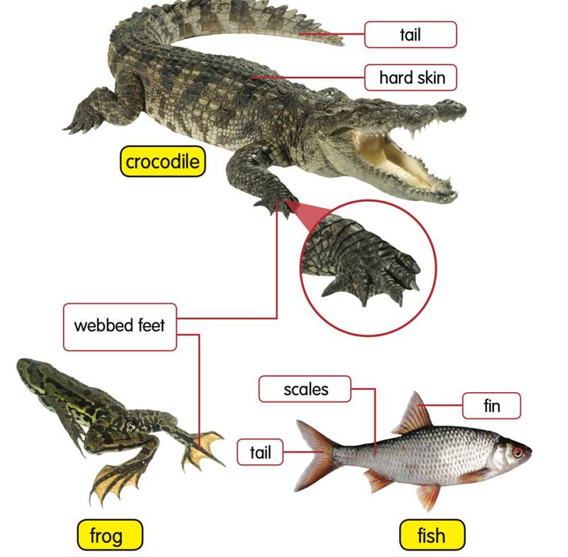 A crocodile with hard skin and a tail, a frog with webbed feet and a fish with scales, a tail and fins
