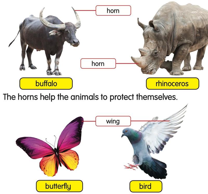 A buffalo and a rhinoceros with horns, and a butterfly and a bird with wings