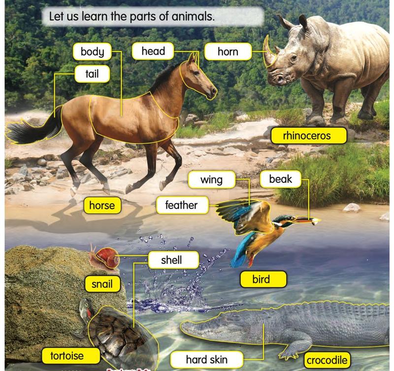 A horse, a rhinoceros, a bird, a snail, a tortoise and a crocodile, with labels: body, head, tail, horn, wing, beak, feather, shell and hard skin