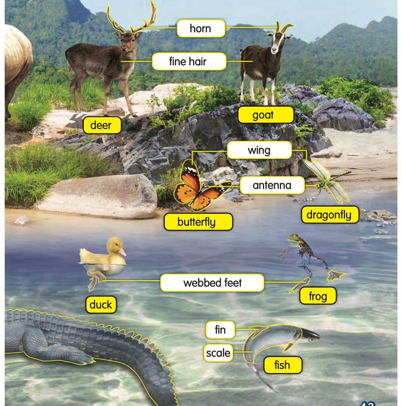 A deer, a goat, a butterfly, a dragonfly, a duck, a frog and a fish, with labels: horn, fine hair, wing, antenna, webbed feet, fin and scale