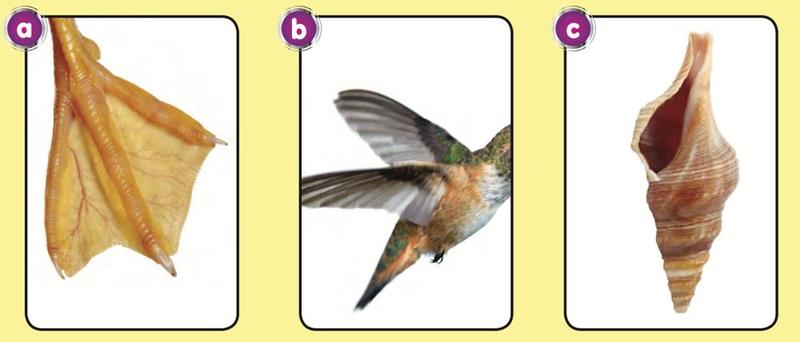Three pictures: a, the webbed foot of a duck; b, a bird wing; c, a shell