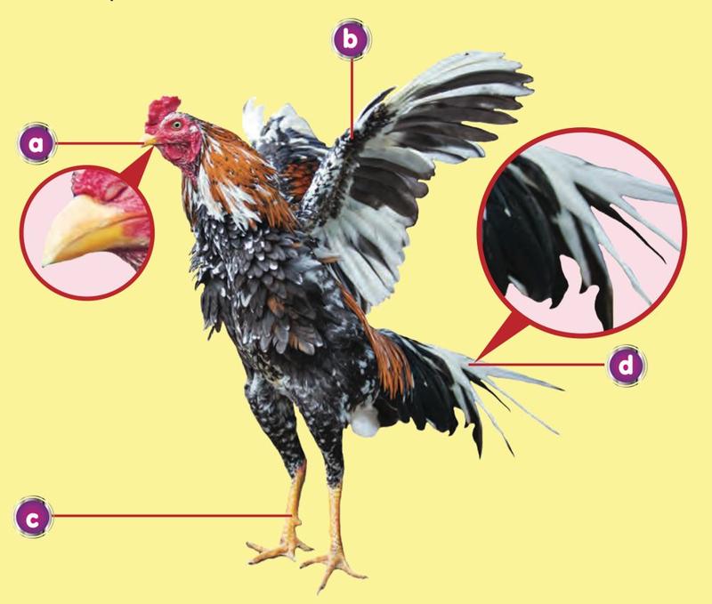 A rooster with four parts marked a, b, c and d: the beak, a wing, a leg and the tail
