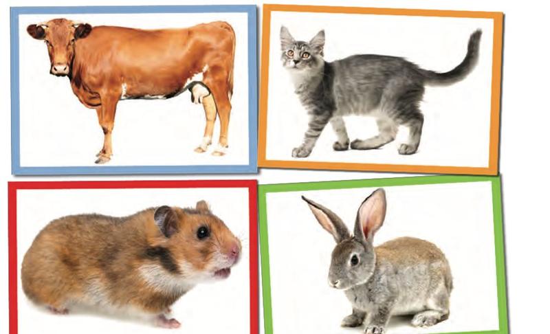 Pictures of a cow, a cat, a hamster and a rabbit