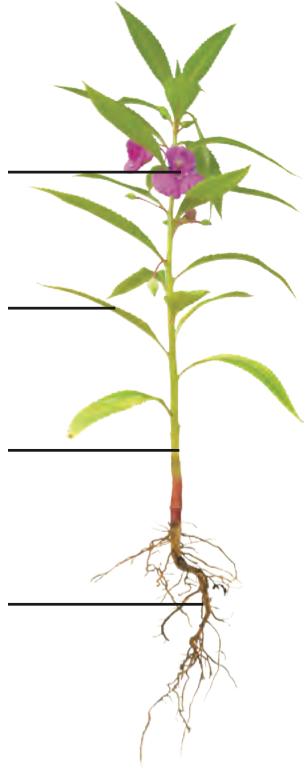 A balsam plant with four blank lines pointing to its flower, leaf, stem and root