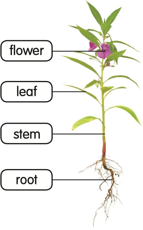 A balsam plant with labels flower, leaf, stem and root