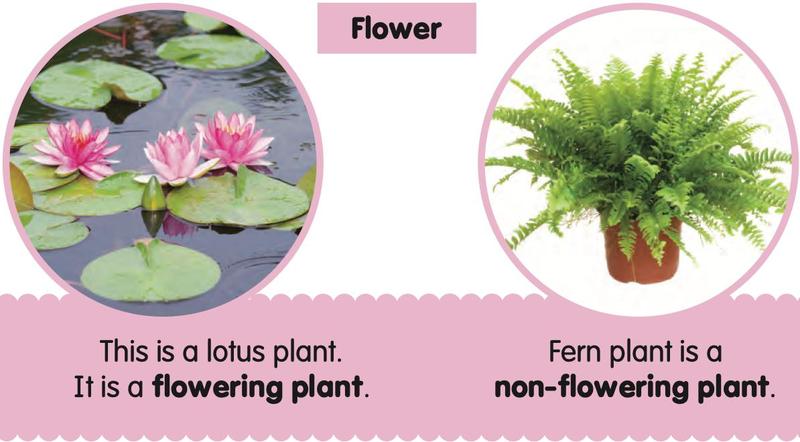 A lotus plant with pink flowers and a fern in a pot