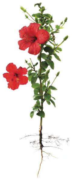 A hibiscus plant with red flowers, green leaves, a thin stem and roots
