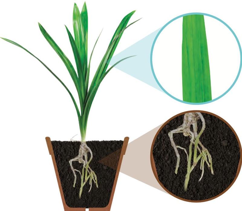 A pandanus plant, its leaf with parallel veins and fibrous roots