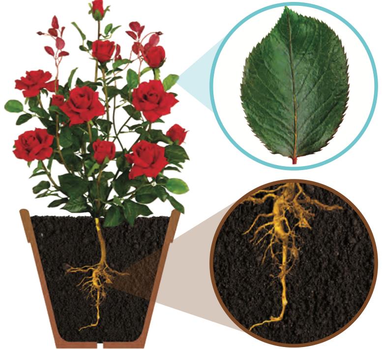A rose plant, a rose leaf with netted veins and a taproot