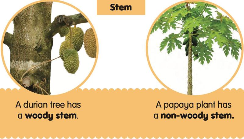 A thick hard trunk of a durian tree and a soft papaya plant