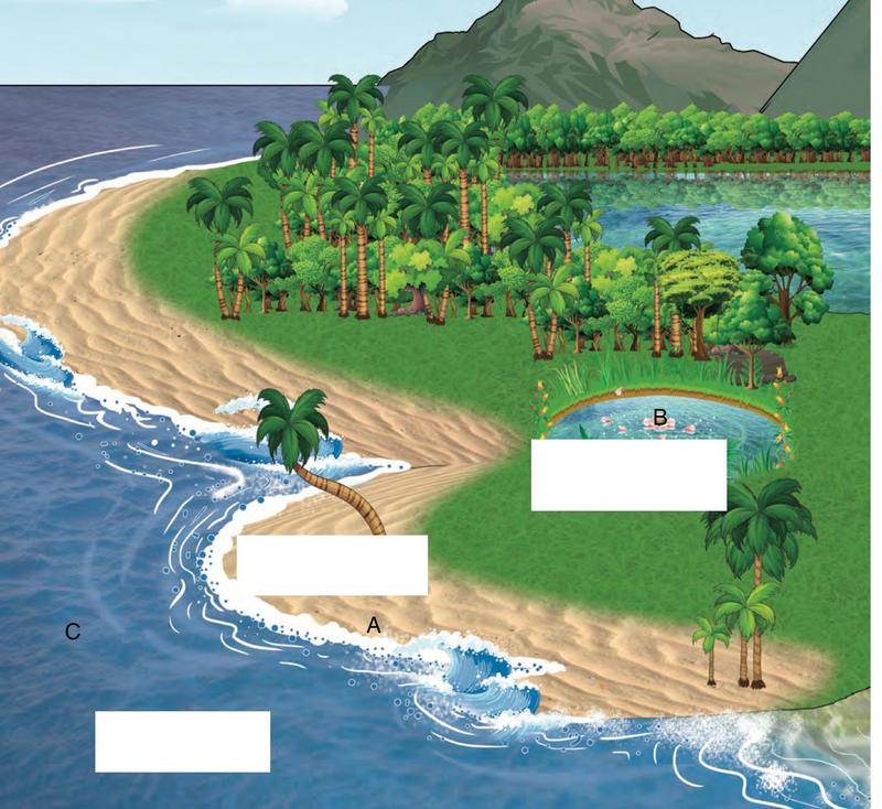 A beach with the sea and a pond; the three landforms are marked A, B and C