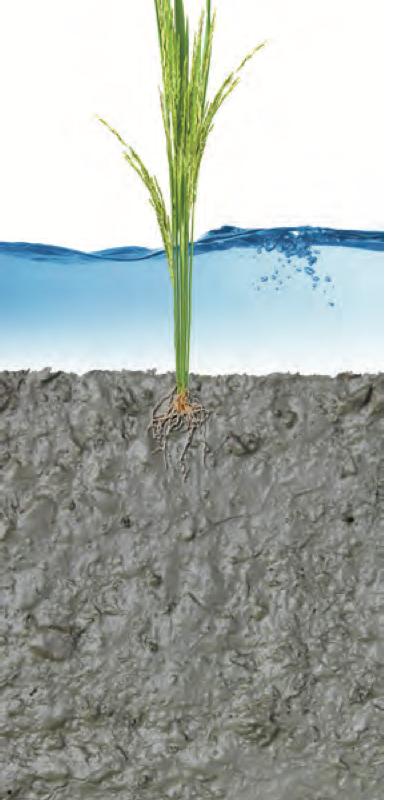 A plant growing in grey clay