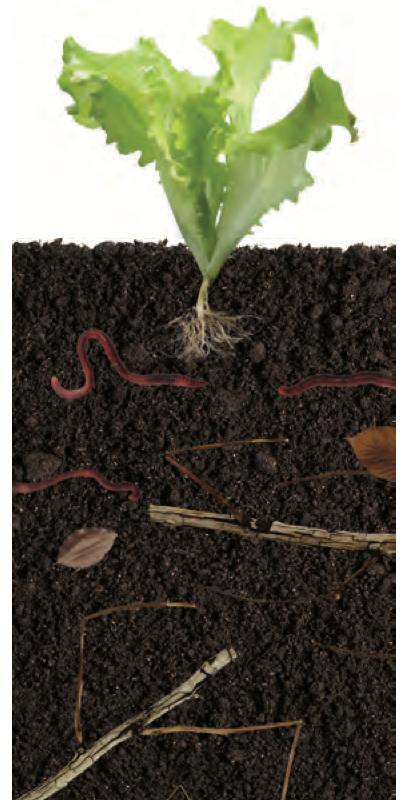 A plant growing in dark garden soil with an earthworm and twigs
