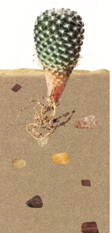 A plant growing in sand with small stones