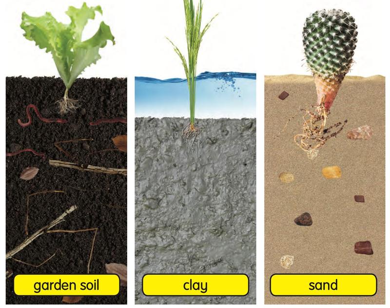 Three soils: garden soil with earthworms and twigs, grey clay, and sand with small stones