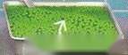 A tray of small green peas