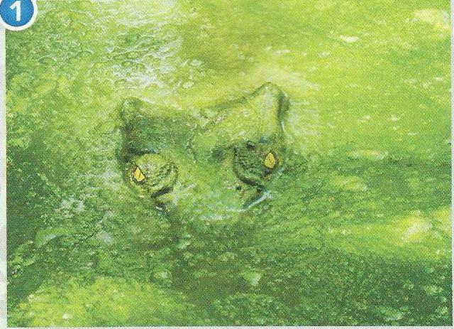 A green crocodile hiding in green water, only its eyes can be seen