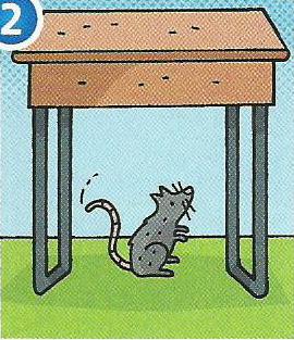 A grey rat standing under a desk