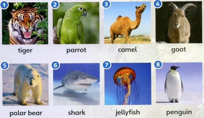 Tiger, parrot, camel, goat, polar bear, shark, jellyfish and penguin