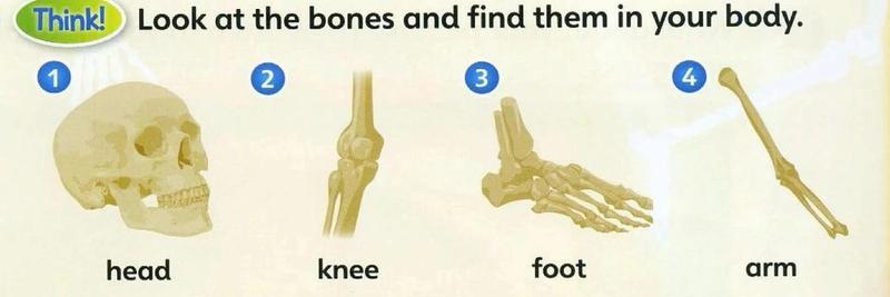 Four bones to find in your body: head, knee, foot, arm