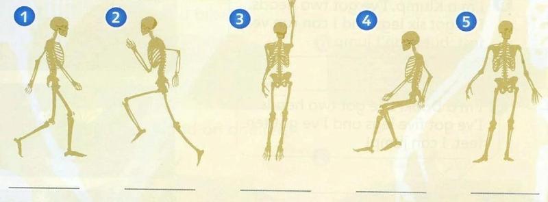 Five human skeletons: walking, running, standing with an arm up, sitting and standing