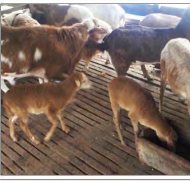 Beberapa ekor kambing di dalam kandang yang berlantai papan