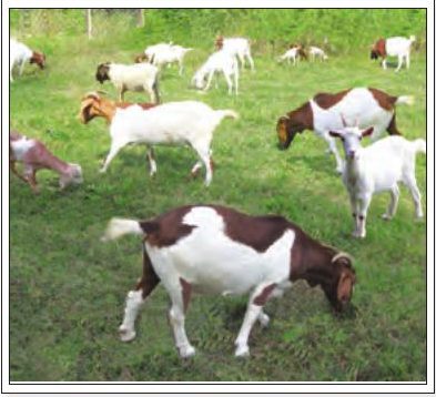 Beberapa ekor kambing meragut rumput di padang