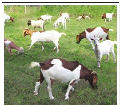 Banyak ekor kambing makan rumput di padang yang hijau