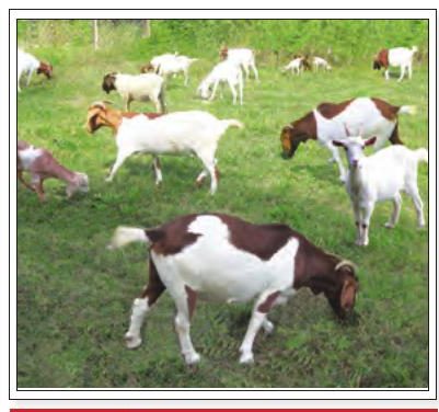 Sekawan kambing meragut rumput di padang