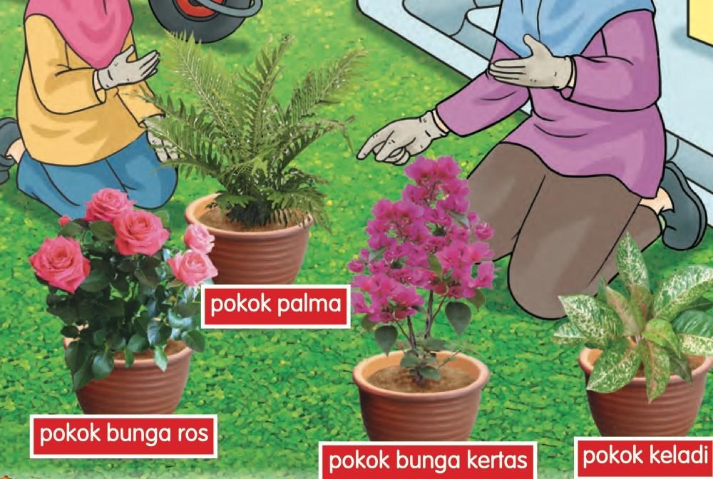 Pokok palma, pokok bunga ros dan pokok keladi dalam pasu di atas rumput