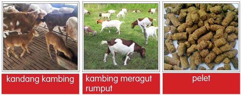 Tiga gambar: kandang kambing, kambing meragut rumput dan pelet