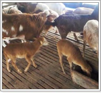 Beberapa ekor kambing di dalam kandang berlantai papan
