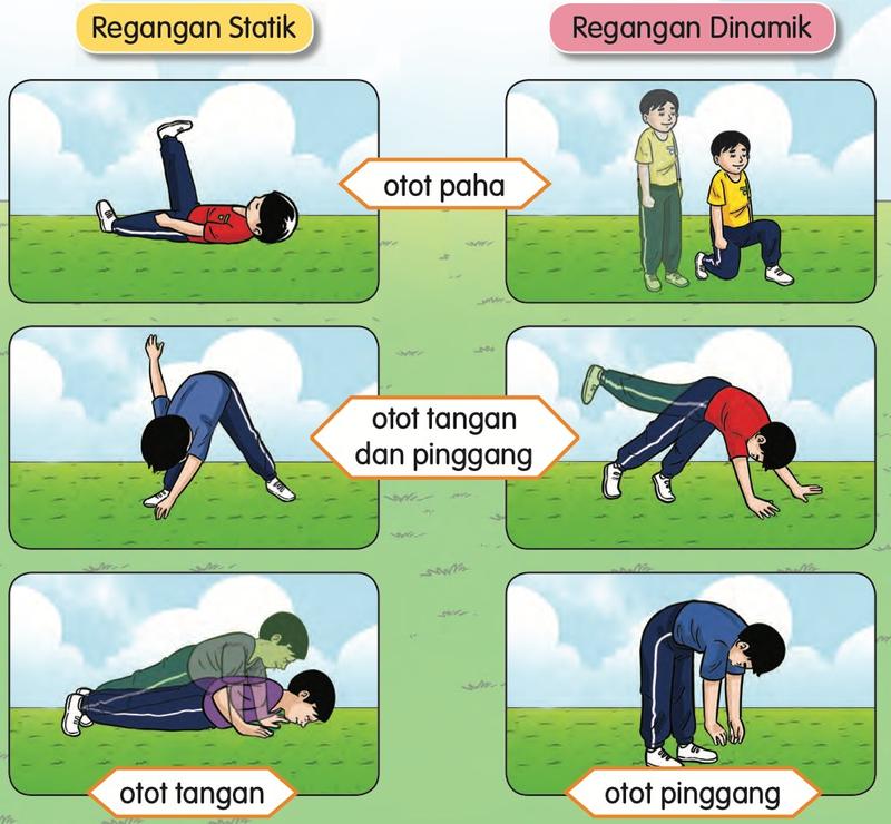 Regangan statik di sebelah kiri dan regangan dinamik di sebelah kanan, dengan nama otot di tengah