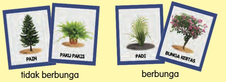 Pain dan paku pakis dalam kumpulan tidak berbunga; padi dan bunga kertas dalam kumpulan berbunga