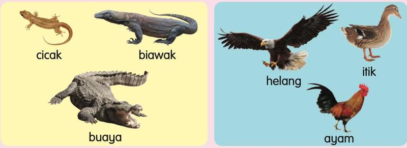 Cicak, biawak dan buaya dalam satu kumpulan; helang, itik dan ayam dalam kumpulan lain