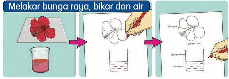 Bunga raya dan bikar dilakar, kemudian bahagian kelopak, bunga raya, bikar dan air dilabelkan