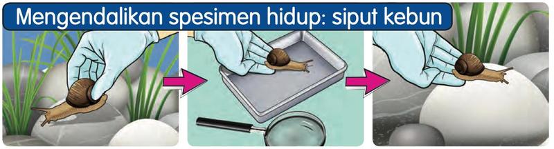 Tangan bersarung tangan memegang siput kebun, meletakkannya di dalam dulang bersama kanta pembesar, dan melepaskannya