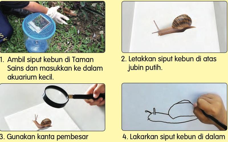 Empat gambar: siput diambil dengan sarung tangan, diletakkan di atas jubin putih, dilihat dengan kanta pembesar, dan dilakar
