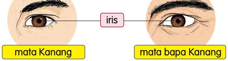 Mata Kanang dan mata bapa Kanang dengan iris berwarna coklat