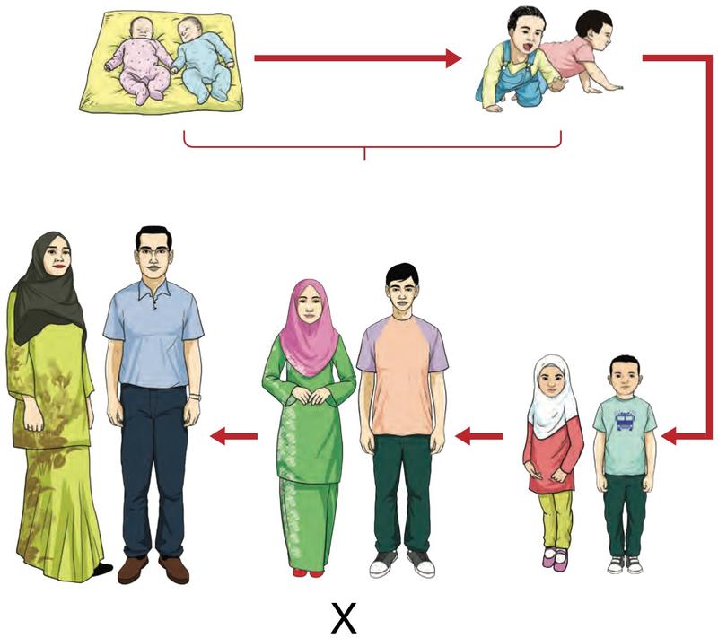 Peringkat tumbesaran manusia disambung dengan anak panah; satu peringkat ditandakan X