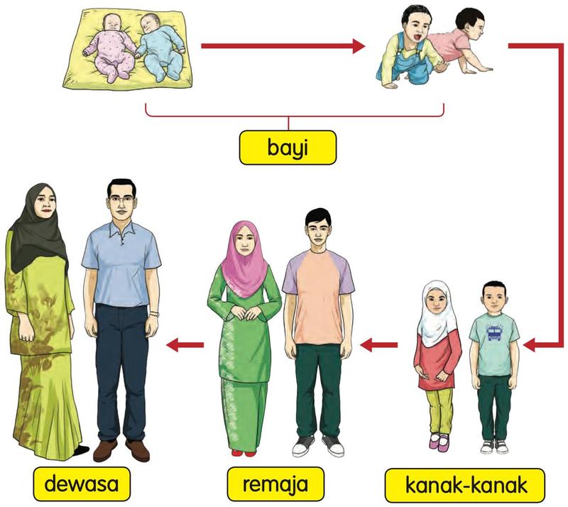 Bayi, bayi merangkak, kanak-kanak, remaja dan dewasa disambung dengan anak panah