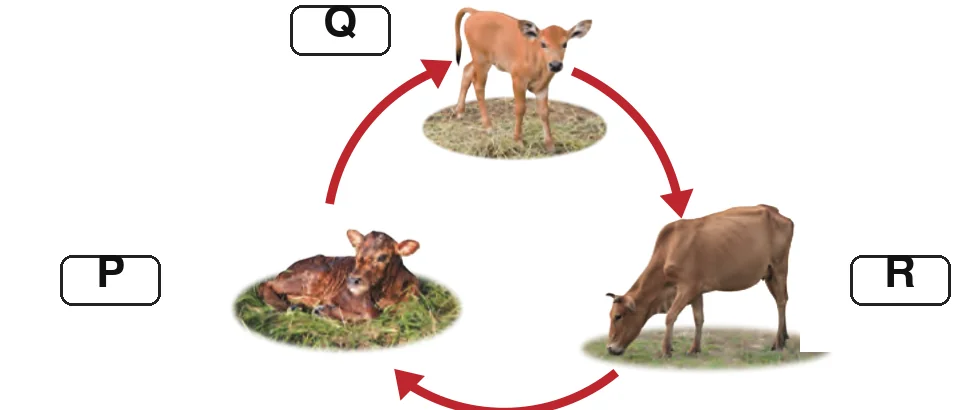 Kitar hidup lembu dengan tiga peringkat bertanda P, Q dan R