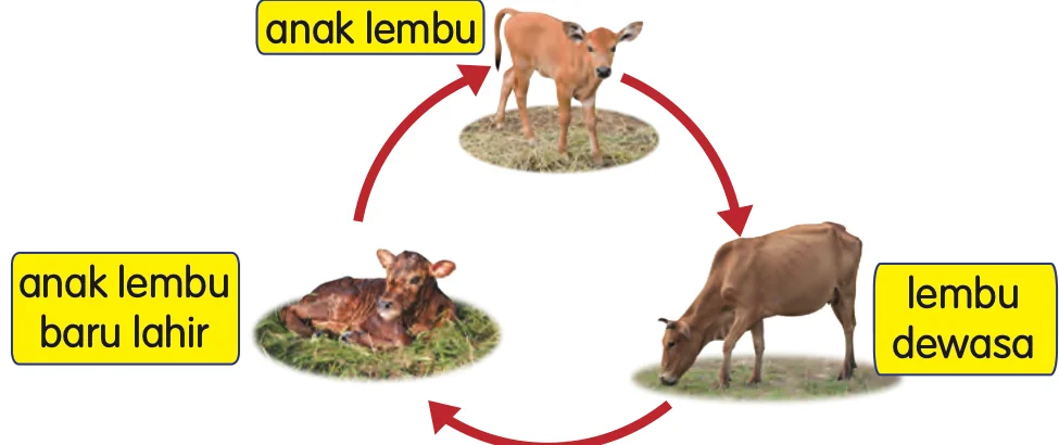 Kitar hidup lembu: anak lembu baru lahir, anak lembu, lembu dewasa