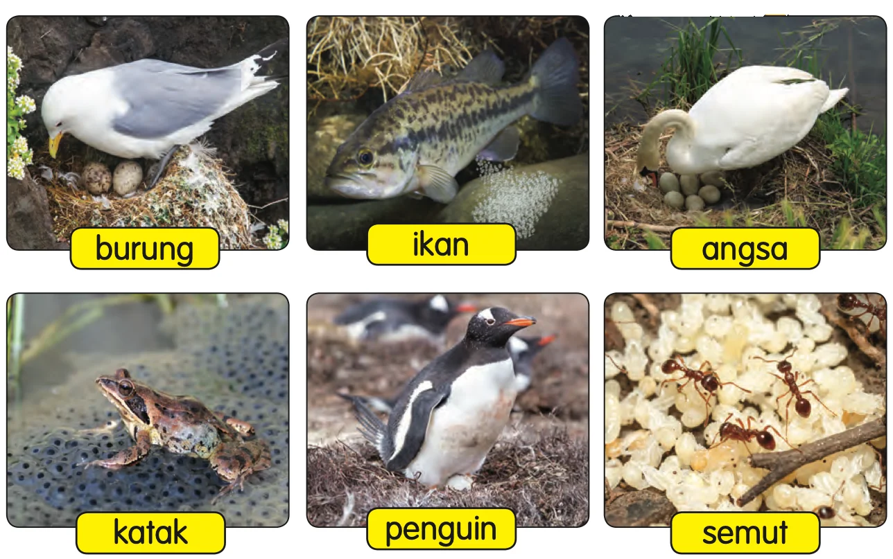 Burung, ikan, angsa, katak, penguin dan semut