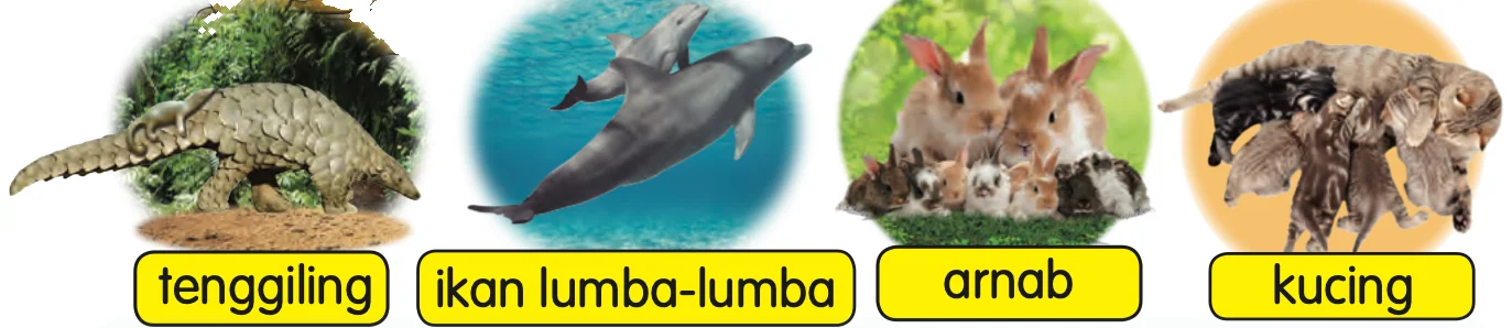Tenggiling, ikan lumba-lumba, arnab dan kucing