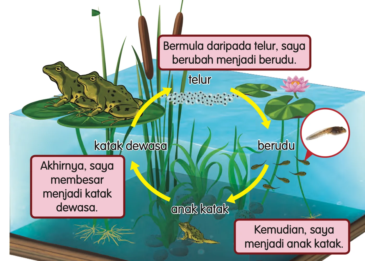 Kitar hidup katak: telur, berudu, anak katak, katak dewasa