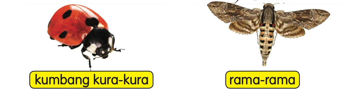 Seekor kumbang kura-kura dan seekor rama-rama
