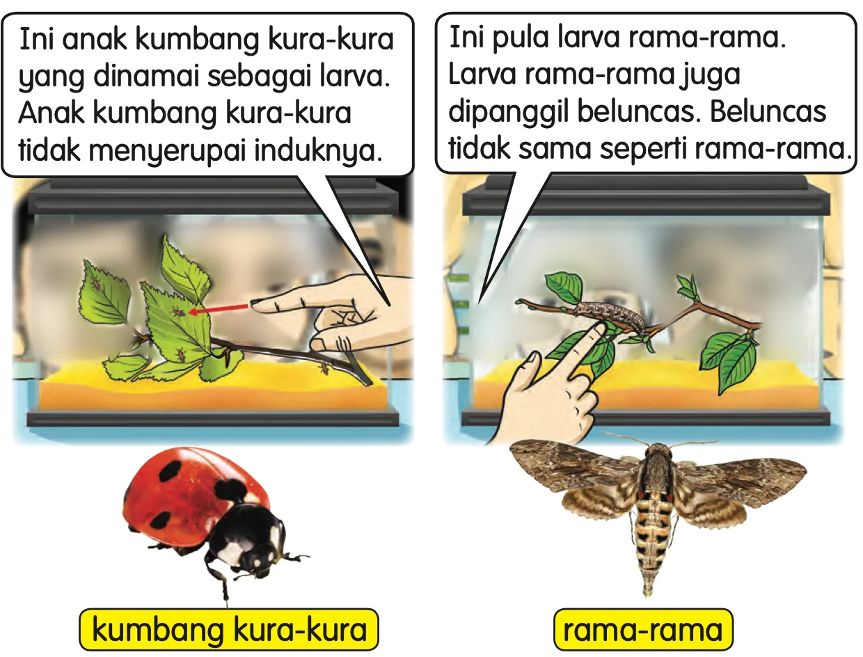 Larva kumbang kura-kura dan beluncas rama-rama dalam bekas kaca, dengan kumbang kura-kura dan rama-rama dewasa di bawahnya