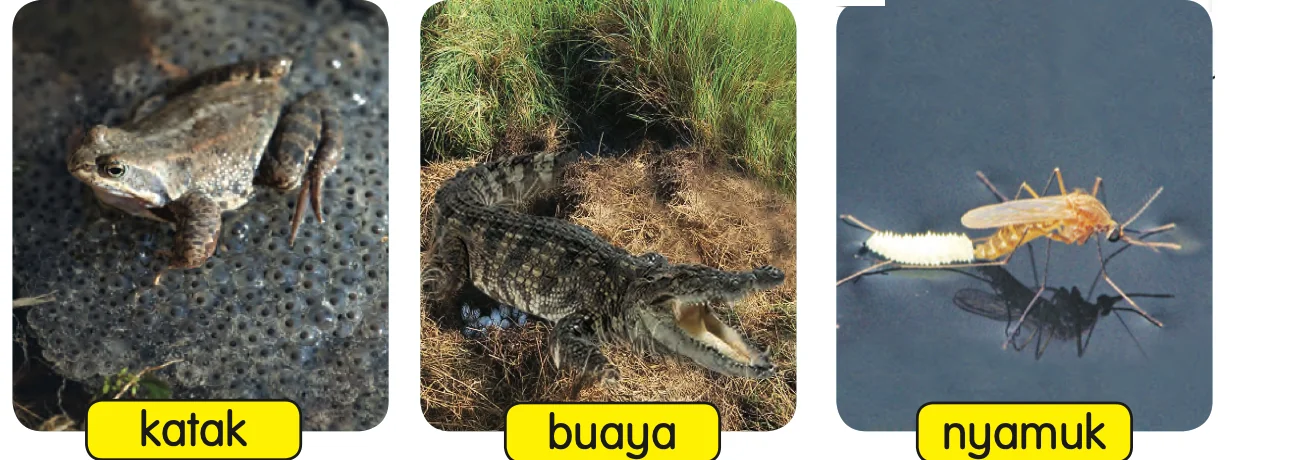 Katak, buaya dan nyamuk, tiga haiwan yang bertelur