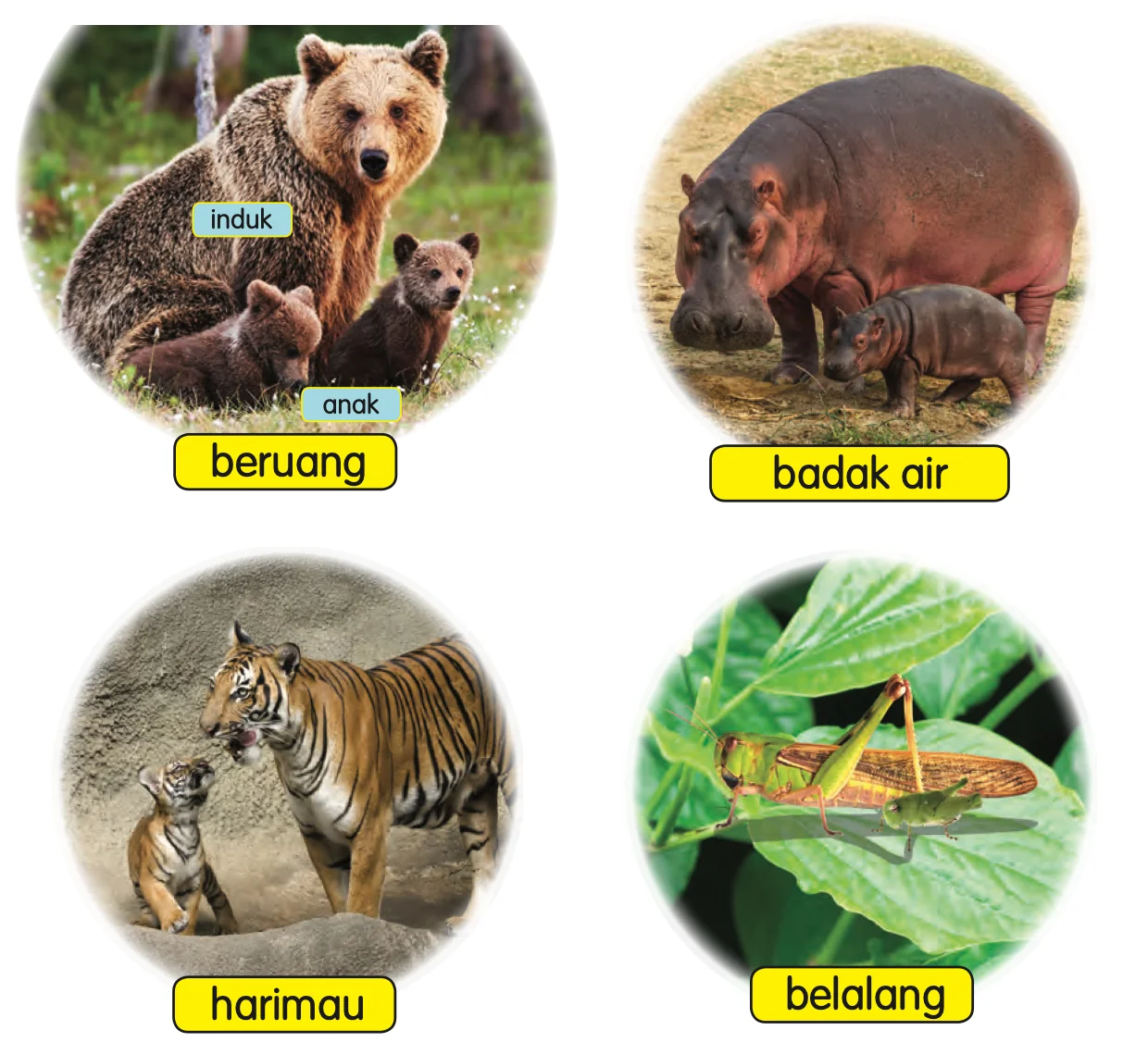 Beruang, badak air, harimau dan belalang bersama anak masing-masing
